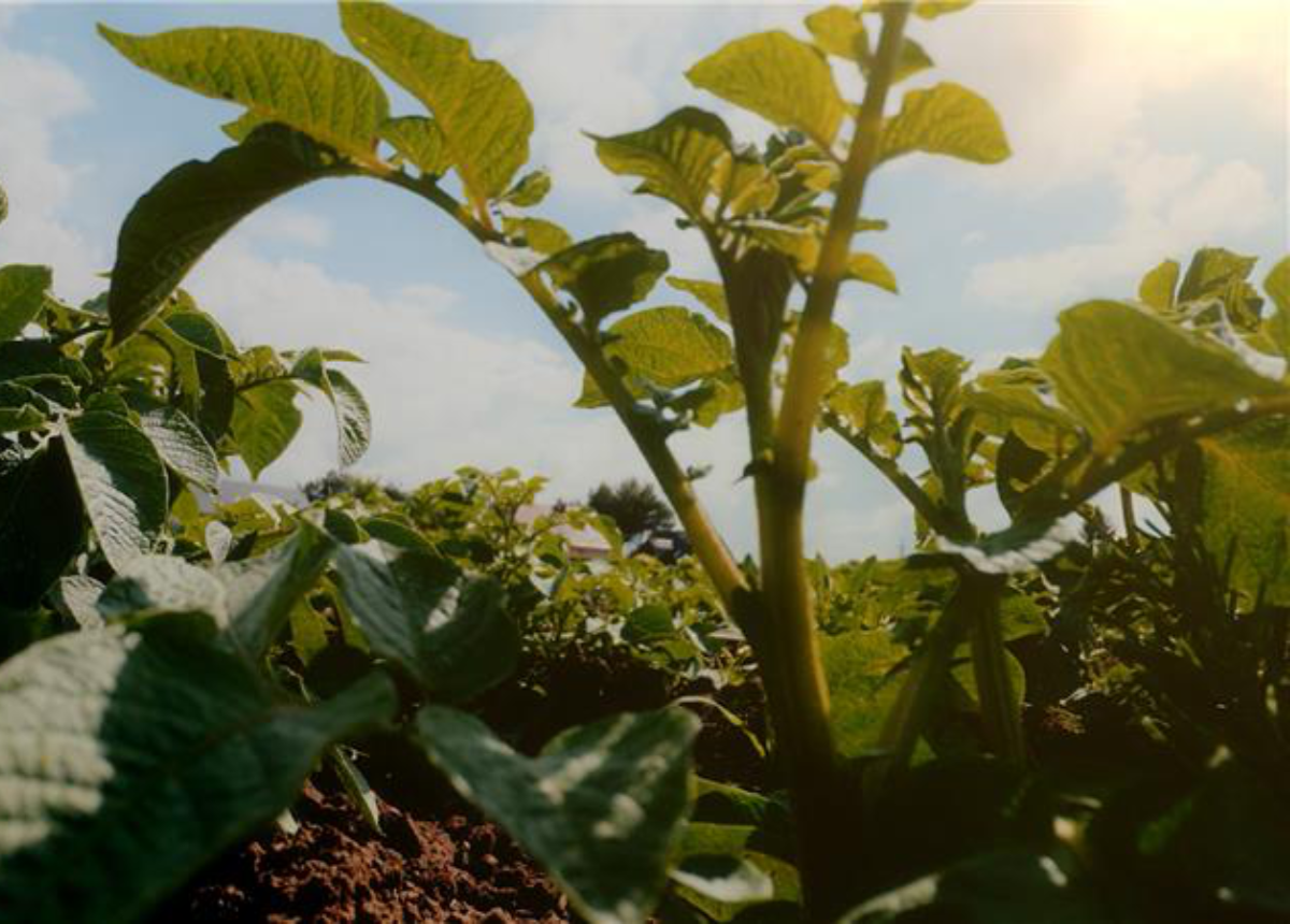 PepsiCo vise à presque doubler ses terres agricoles régénératrices au Canada