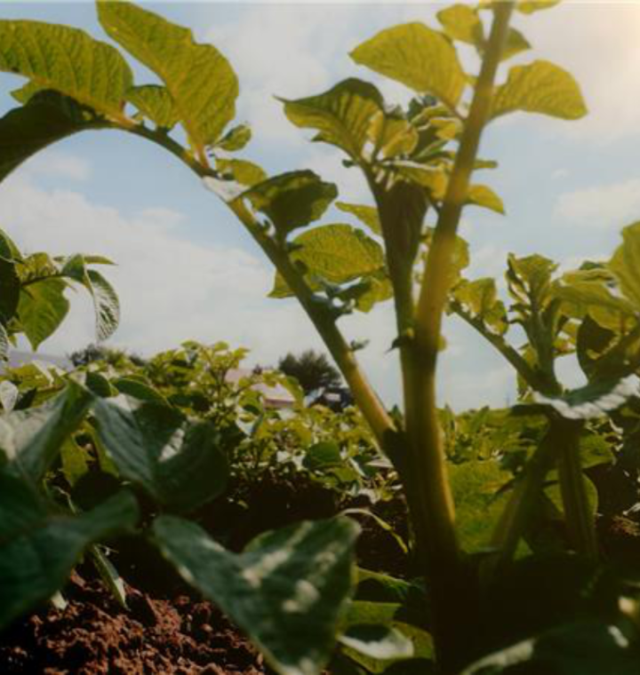 PepsiCo aspire à doubler ses terres agricoles régénératrices au Canada